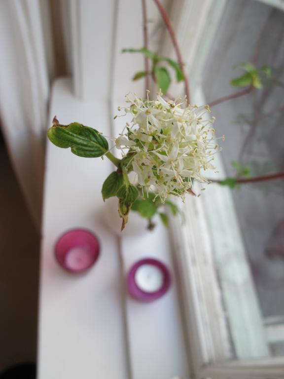 Noesundsgarden Hotell & Vandrarhem Екстериор снимка